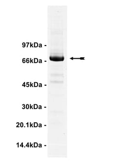 Eurofins DiscoverX PKC Protein, Active 10 &mu;g | Buy Online | Eurofins DiscoverX | Fisher Scientific